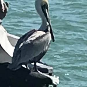 Meet your Posher, Sharon